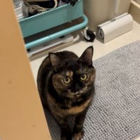 お風呂場の前でママを見上げるサビ猫