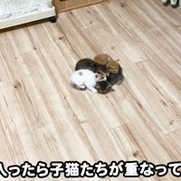 重なって寝ている子猫