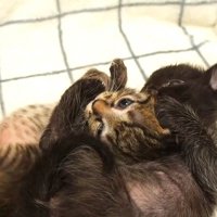 じゃれ合う子猫たち