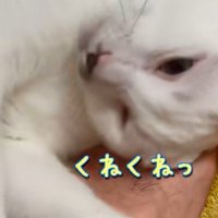 足にすりよる猫