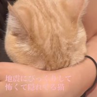 腕に顔を埋める猫2