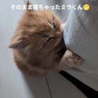 熟睡する猫