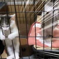 二足立ちする子猫