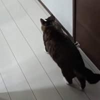 子猫を追う猫
