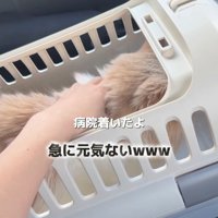 キャリーケースの中の猫