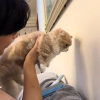 壁際で抱っこされた猫