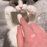 仰向けの子猫