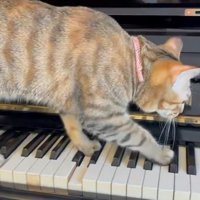 鍵盤を歩き続ける猫