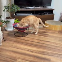 ハンモックに入る猫