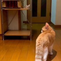 家の中を歩く猫