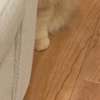 ソファの陰から見える猫の体