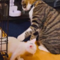 ケージから出てきた子猫