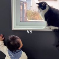 猫と赤ちゃん