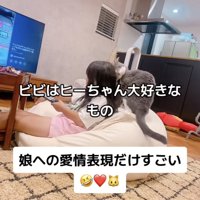 娘さんに甘えるブリティッシュショートヘア