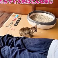 鳴いて訴える子猫