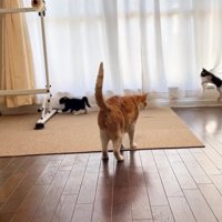 歩いている茶トラ猫と窓際で遊んでいる3匹の子猫