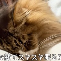 テロップ「ママのお膝で～」