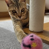 ボール遊びをする猫