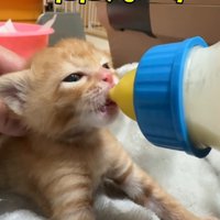ミルクを飲む子猫