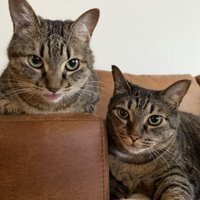 座る2匹の猫