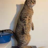 まっすぐ立つ猫4