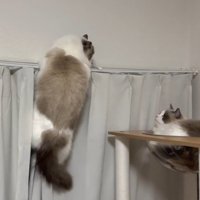レールにつかまる猫とタワーにいる猫