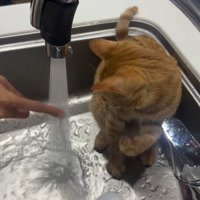 シンクの中に座る猫