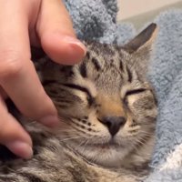 目を細めてうっとりする猫