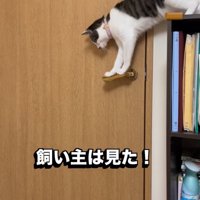 取っ手に体重をかける猫