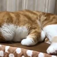 うつ伏せになっている猫の全身