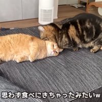 黒い猫に噛まれる猫
