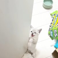 扉の横に立っている子猫