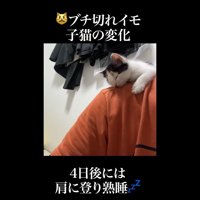 肩の上(斜め)