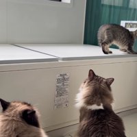 バスタブの蓋の上にいる子猫を見つめる2匹の猫の後ろ姿