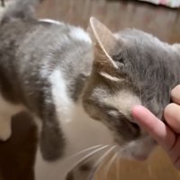 投稿者に触られて喉の音を大きくする猫