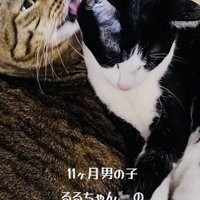 ハチワレ猫をグルーミングするキジトラ猫