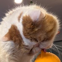 見守りカメラを舐める猫の顔