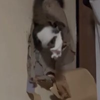 ふすまの穴の中からはみ出る猫の尻尾と左後ろ足