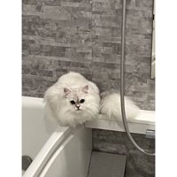 お風呂にいる猫