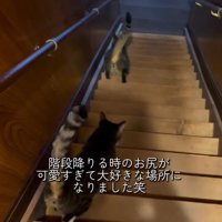 一列で階段を降りる2匹の猫