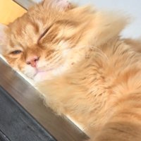 眠そうな猫