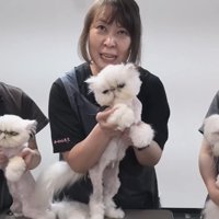 抱っこされる3匹の猫