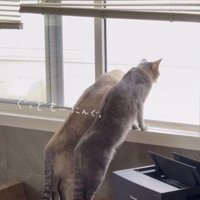 身を乗り出して窓の外を眺める2頭の猫