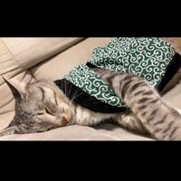 転がる猫