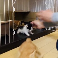 ママにケージに入れられるハチワレ子猫とケージの中の茶トラ子猫とケージから飛び出る茶トラ子猫