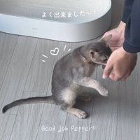 飼い主にお手をしておやつを貰う猫