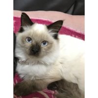 室内にいる猫