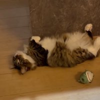 転がるキジ白猫