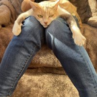 飼い主の膝でくつろぎながらにらむ猫