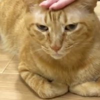 頭をなでられているまるとら